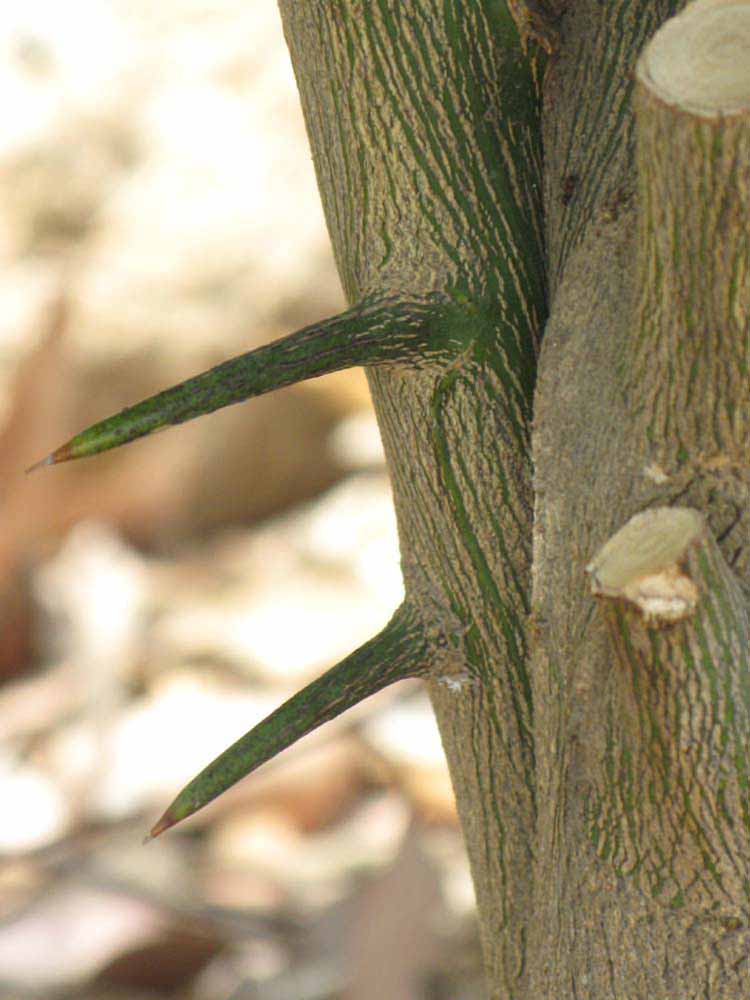              Bark (Riverside, CA)       